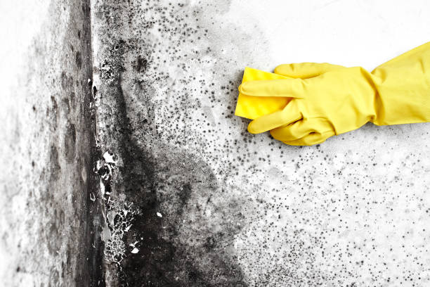 Mold Odor Removal Services in Weston Lakes, TX